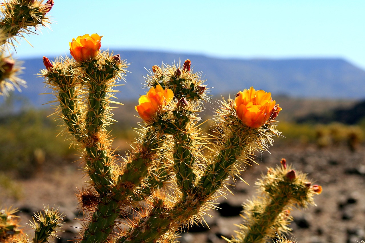 cactus arizona desert free photo