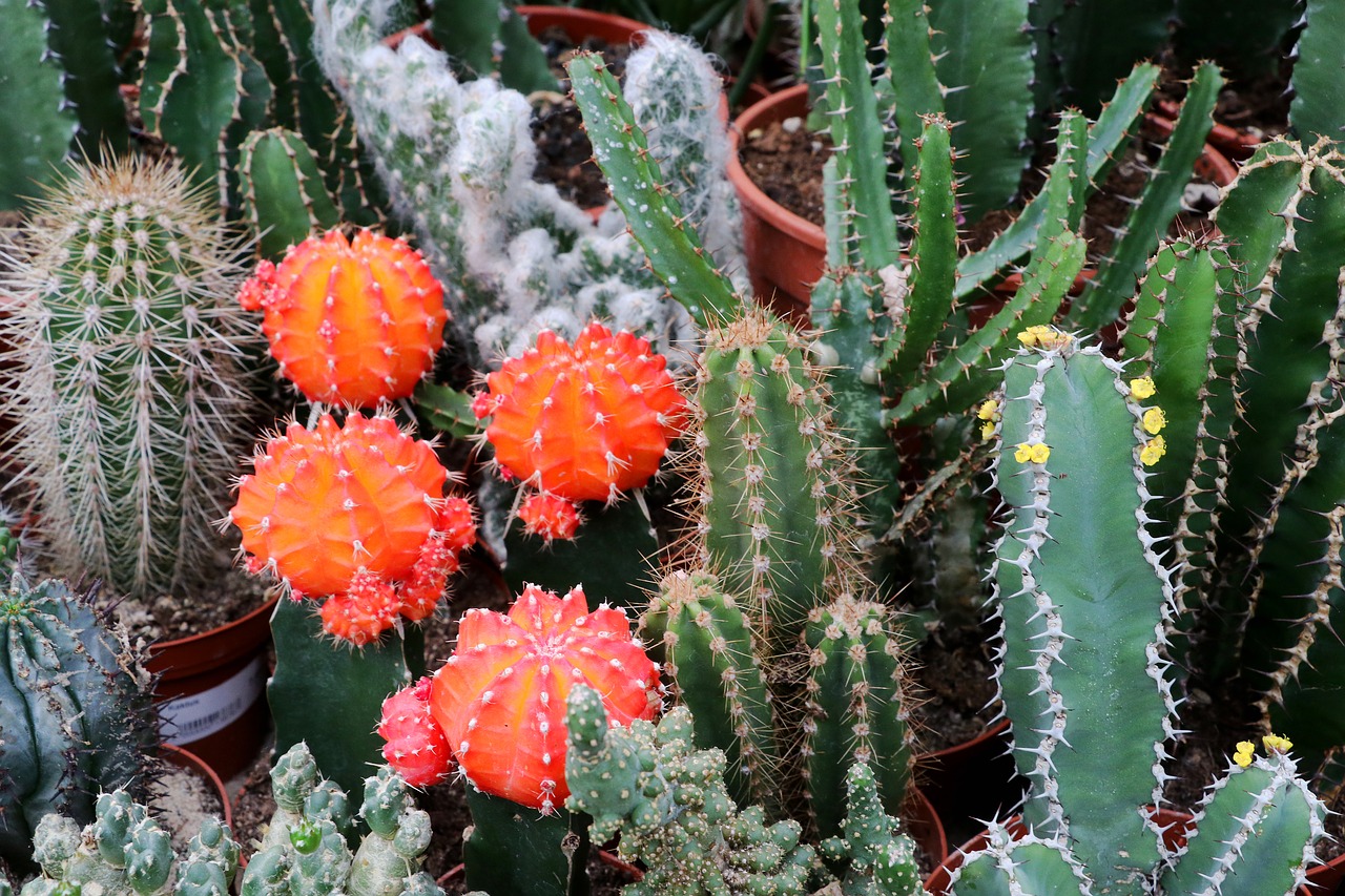 cactus spur plant free photo