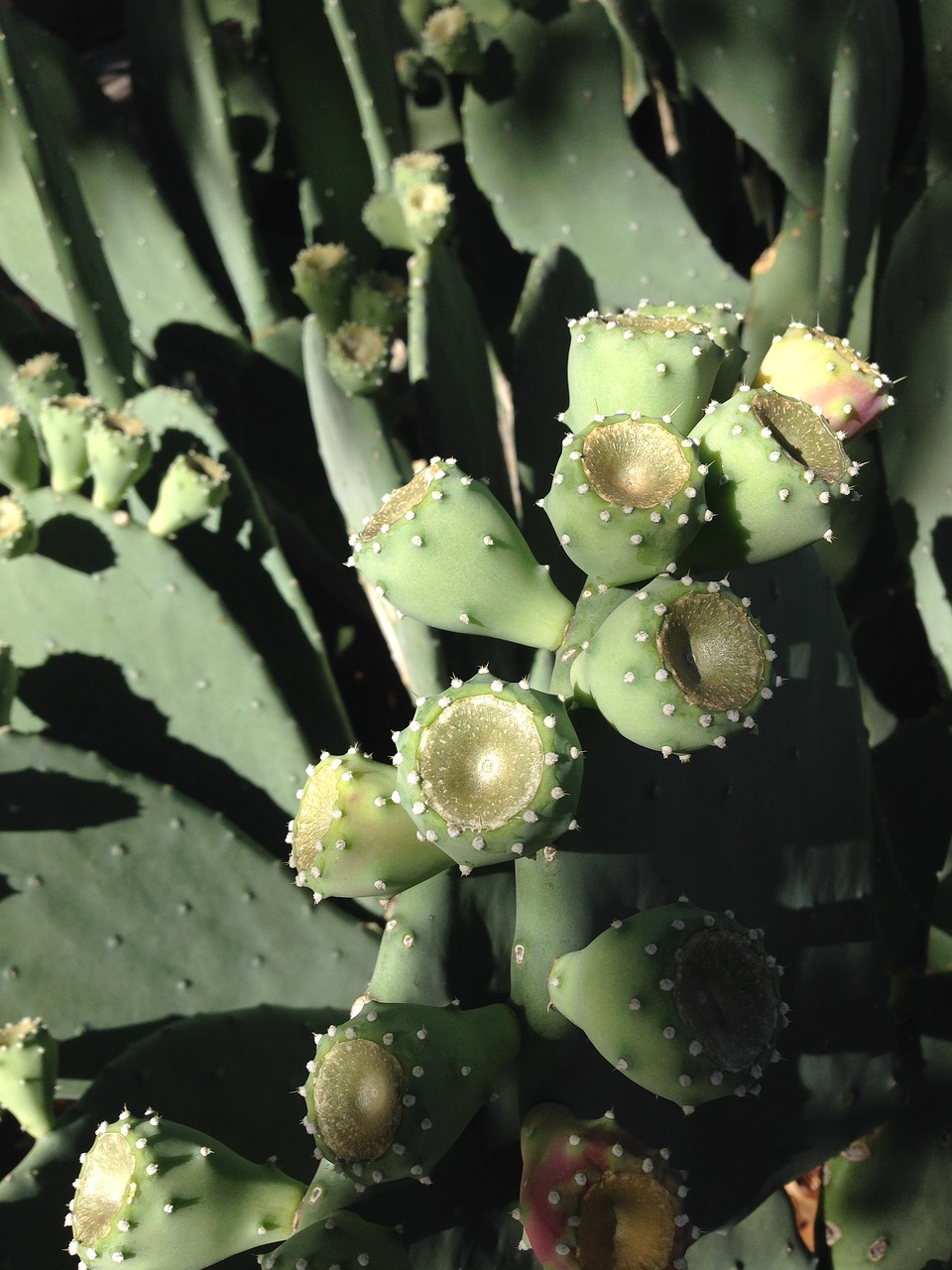 cactus prickly pear new mexico free photo