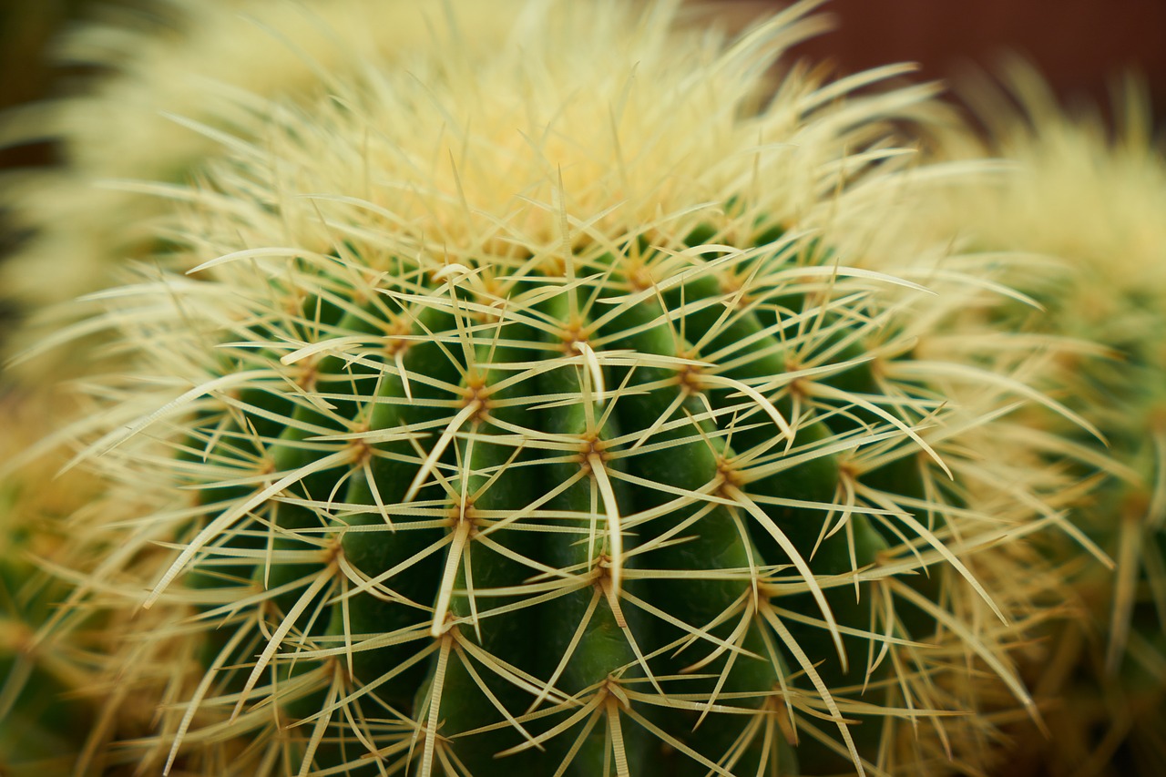 cactus plant nature free photo