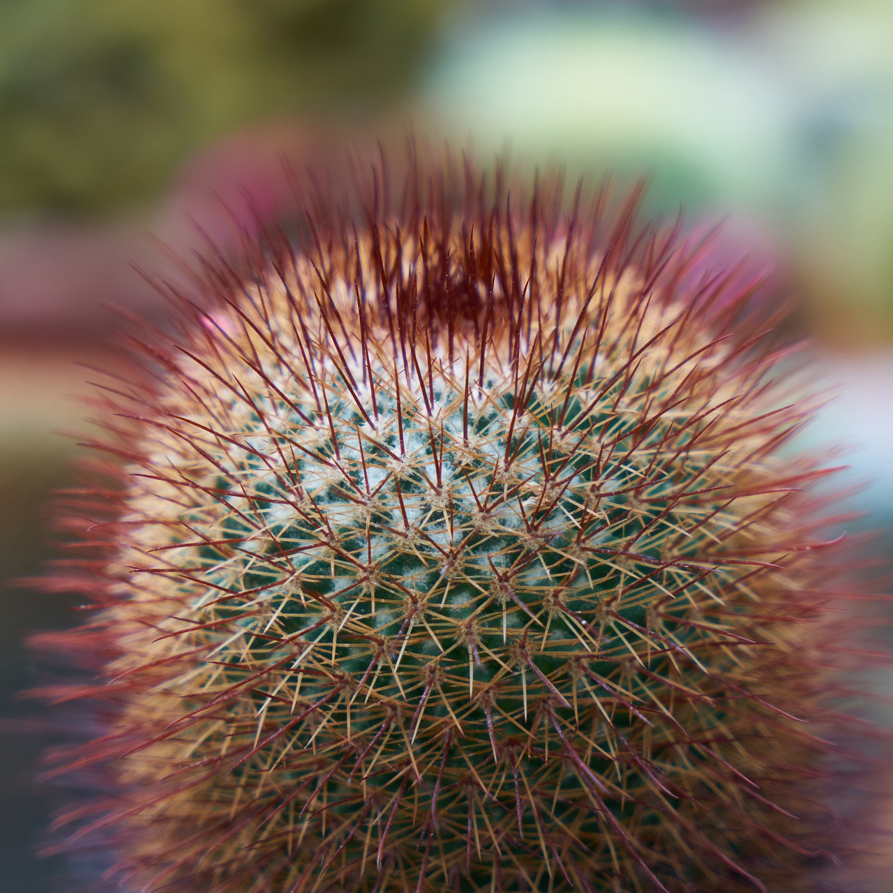 cactus plant nature free photo