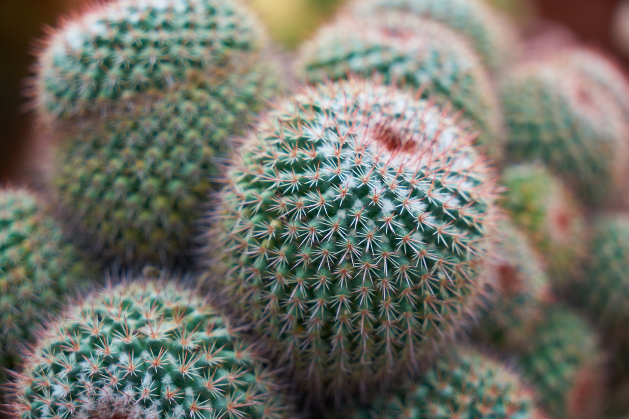 cactus plant nature free photo