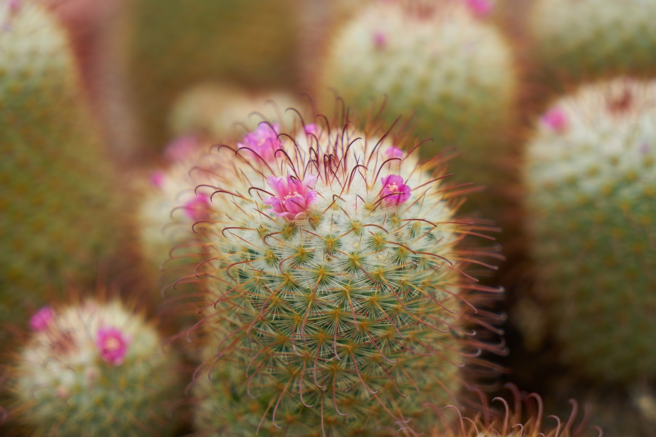 cactus plant nature free photo