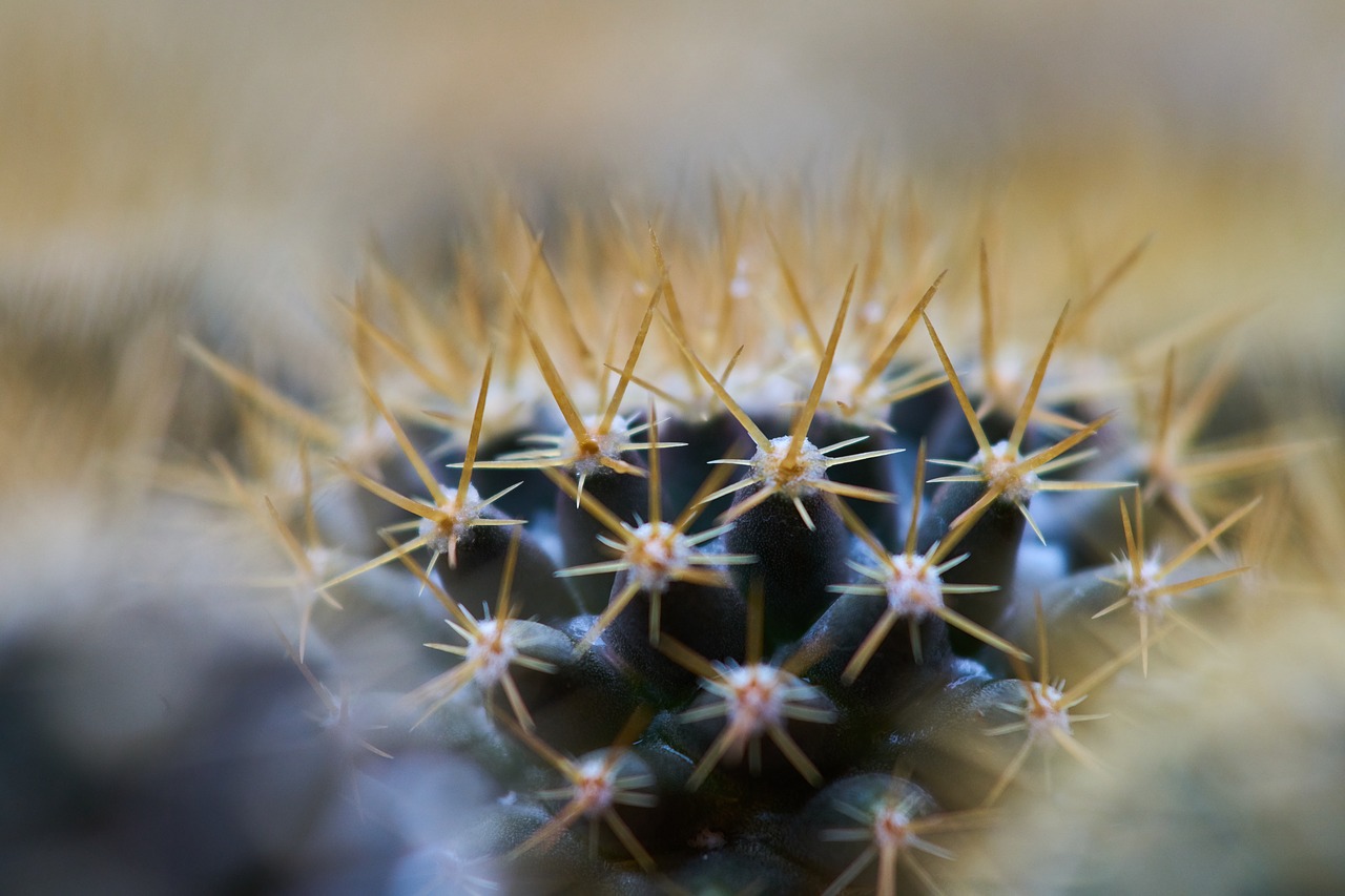 cactus dea macro free photo