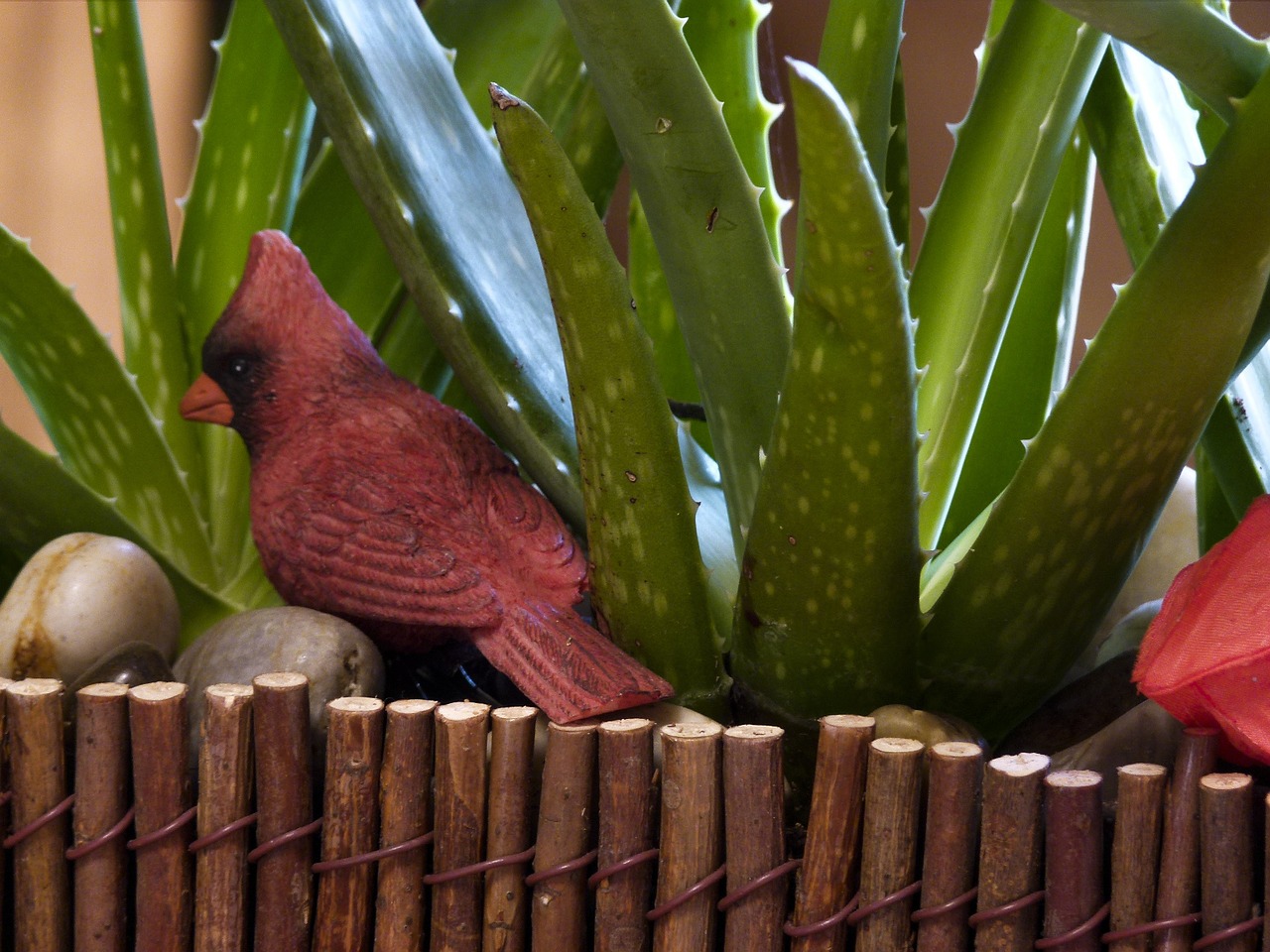 cactus plant birds free photo