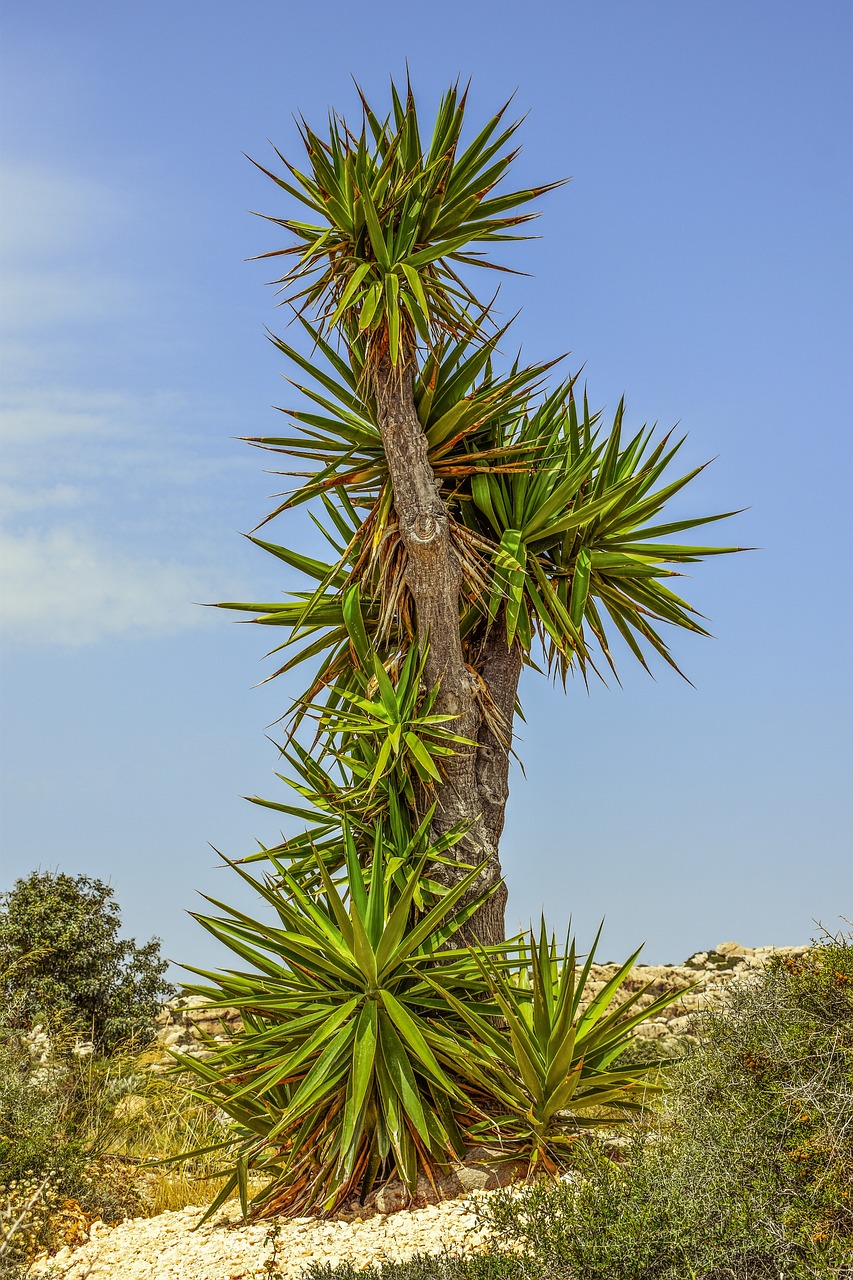 cactus plant tree free photo