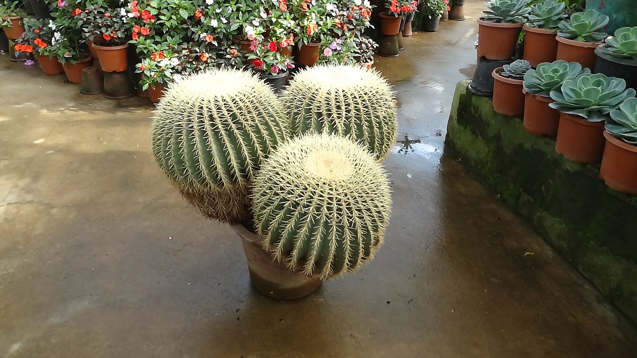 cactus thorns plan free photo