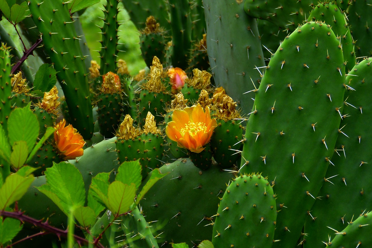 cactus plant prickly free photo