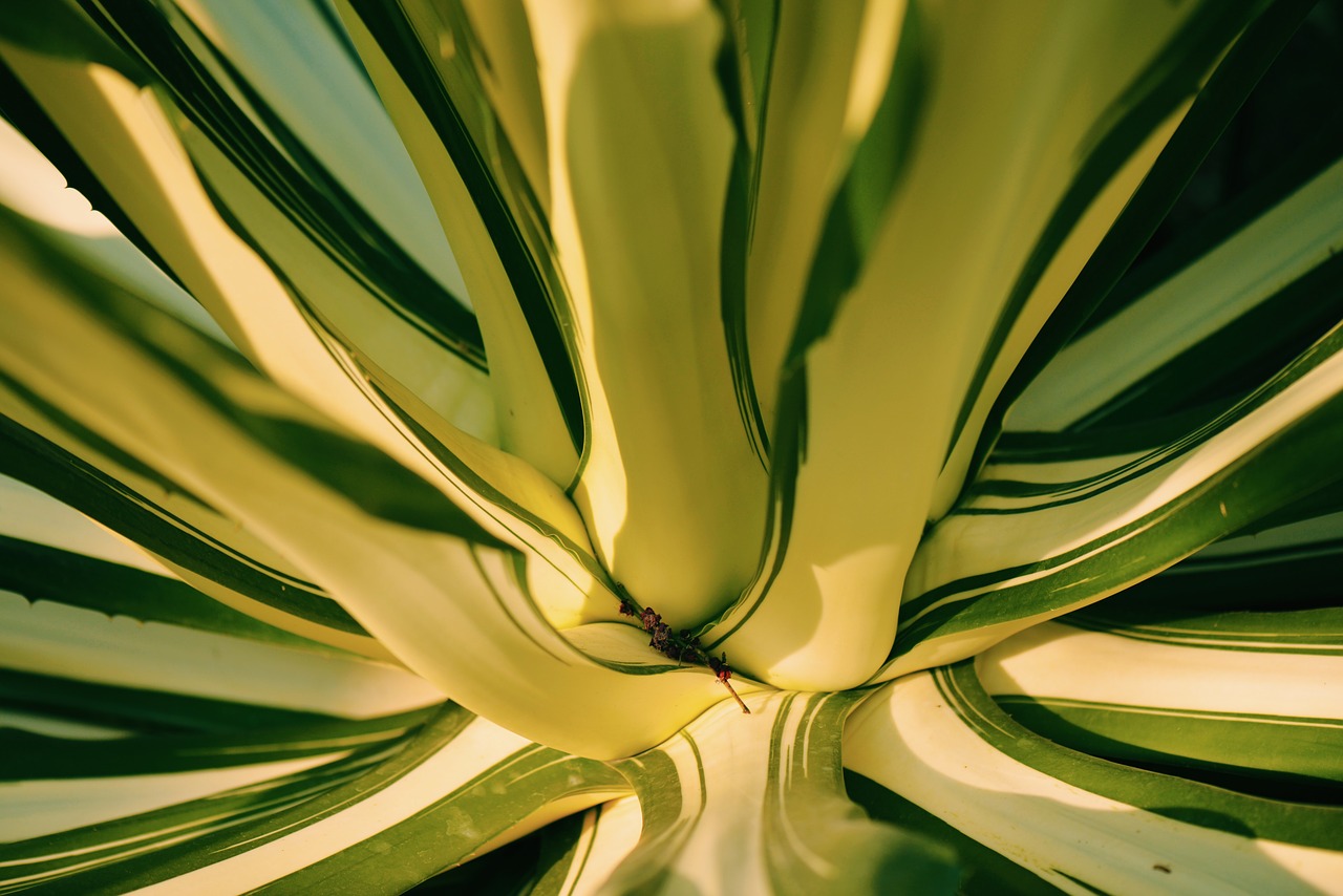 cactus close-up line free photo