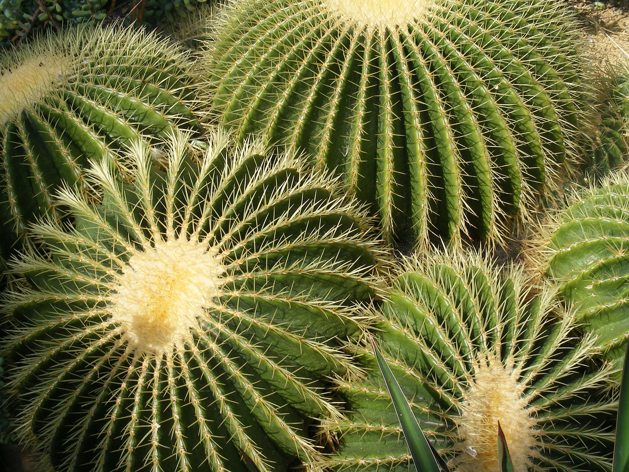 cactus pointed group free photo