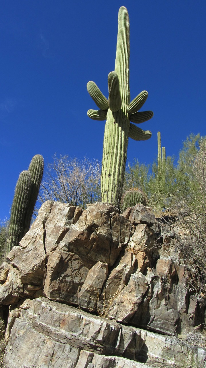 cactus tucson arizona free photo