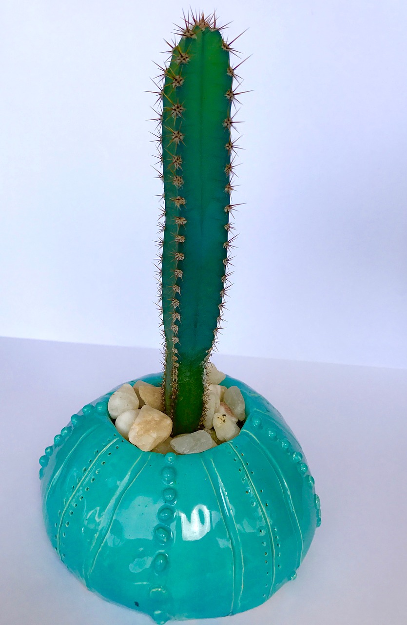 cactus spiky prickly free photo