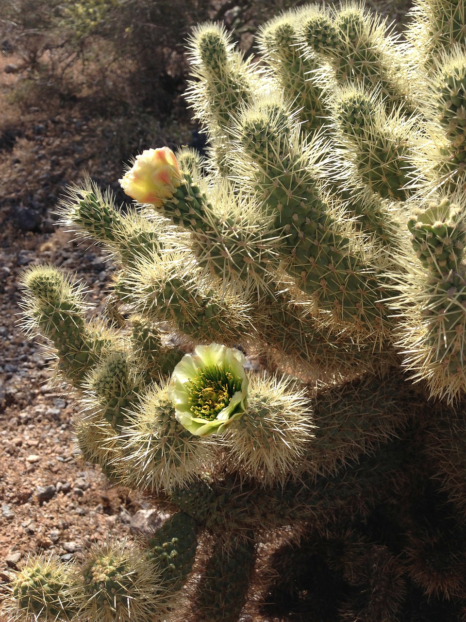 cactus cacti flower free photo