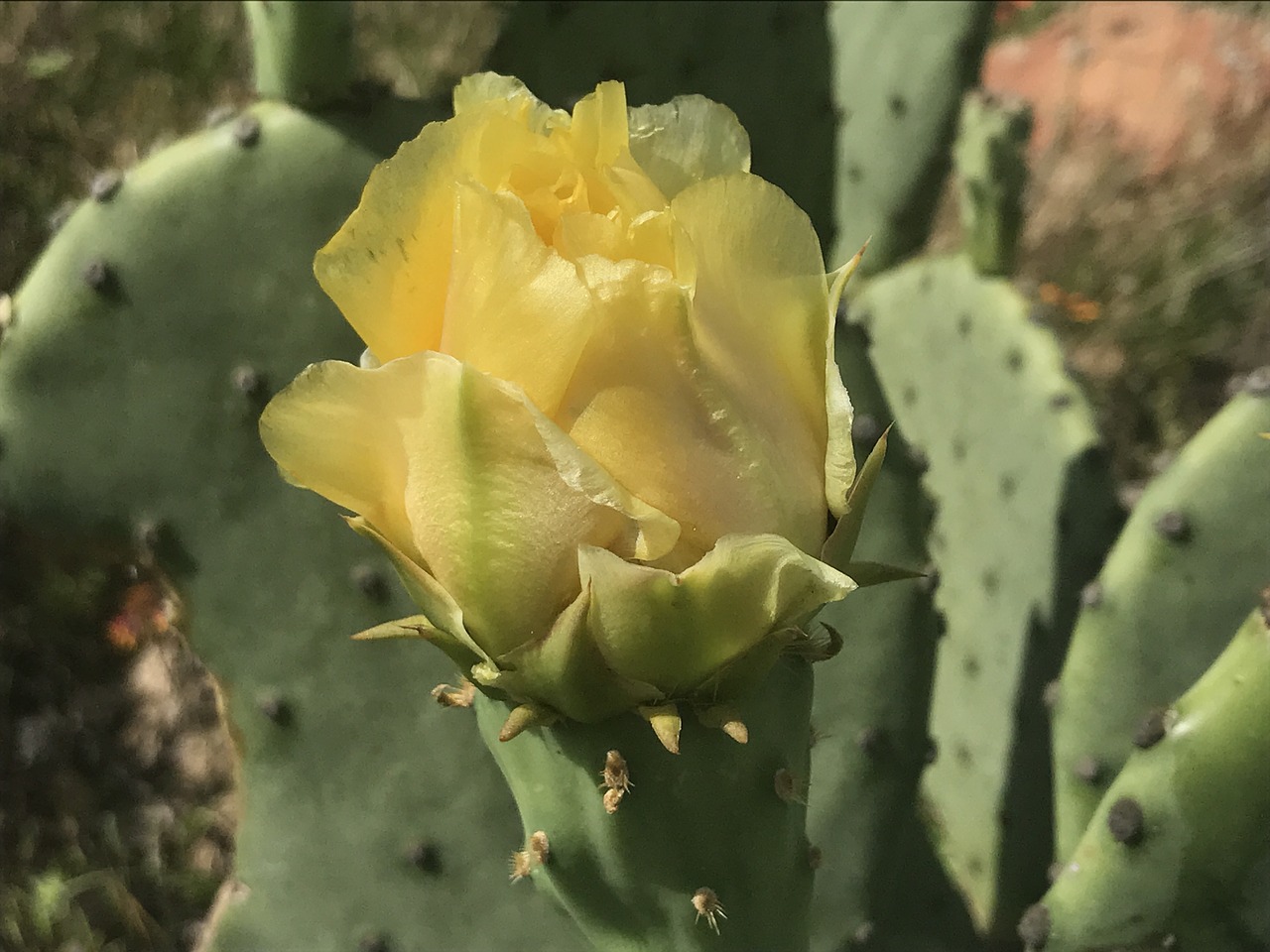 cactus flower bloom free photo