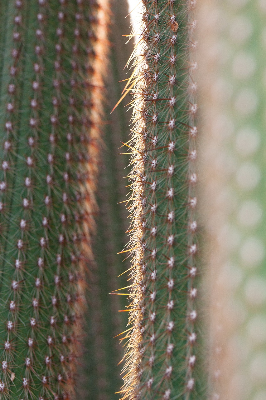 cactus cactaceae prickly free photo