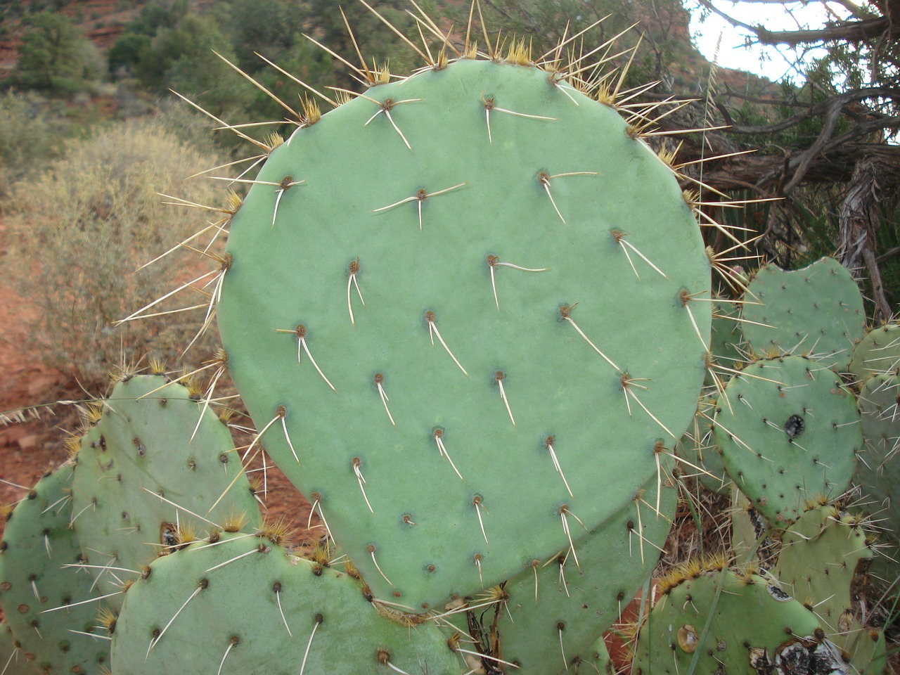 cactus prickly pear free photo