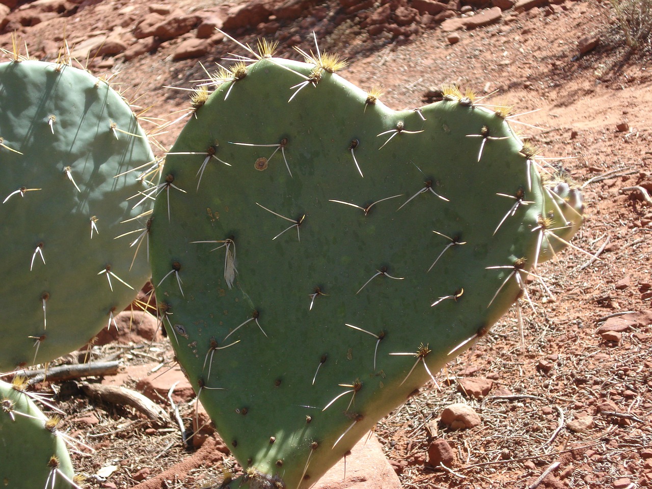 cactus heart heart cactus free photo