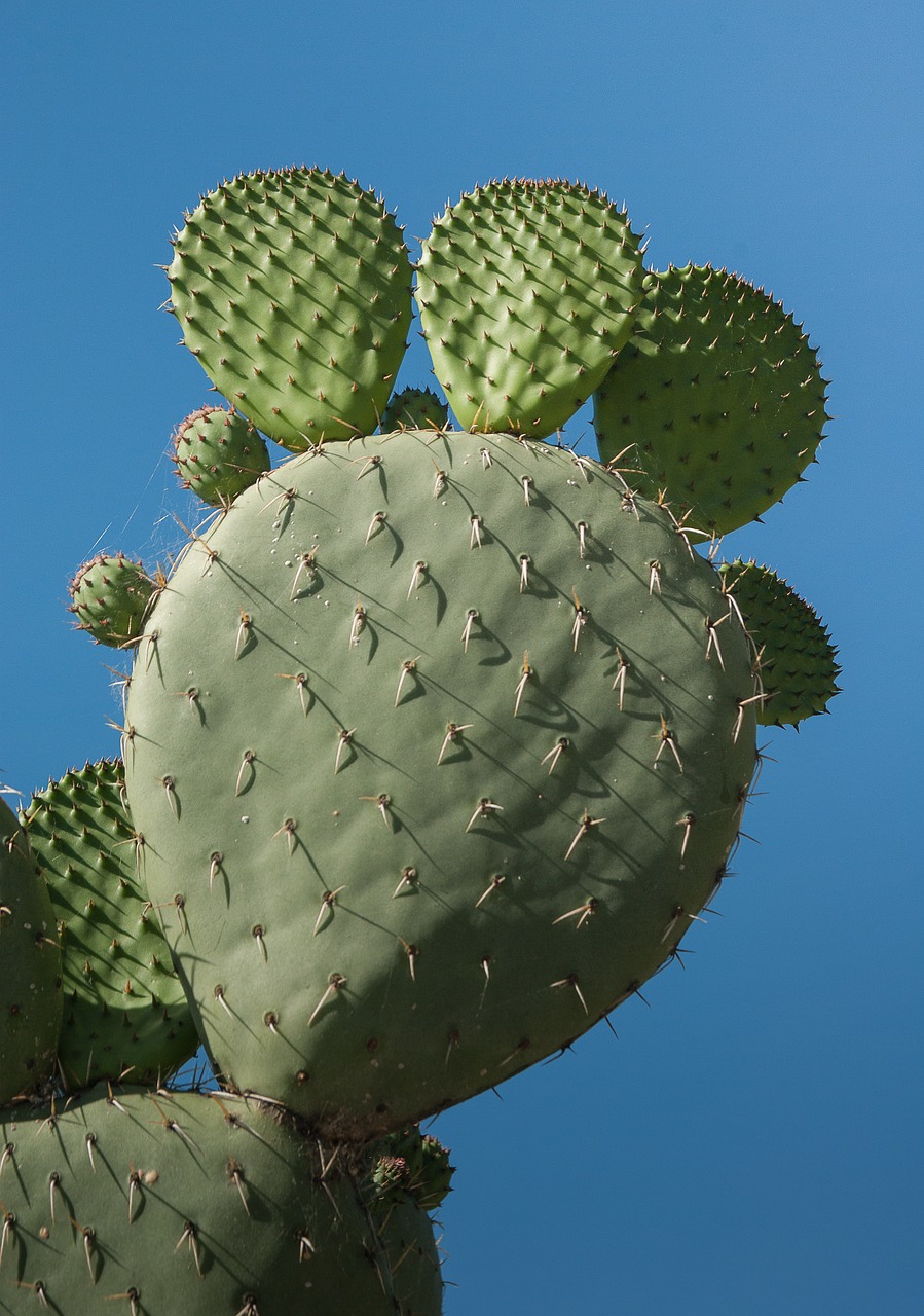 cactus quills thorns free photo