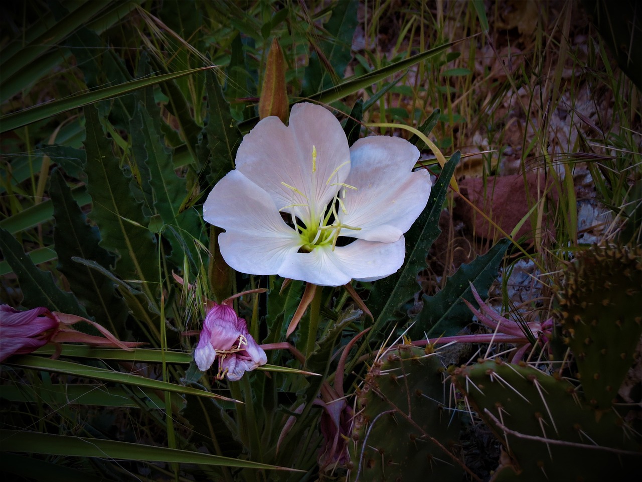 cactus pink desert free photo