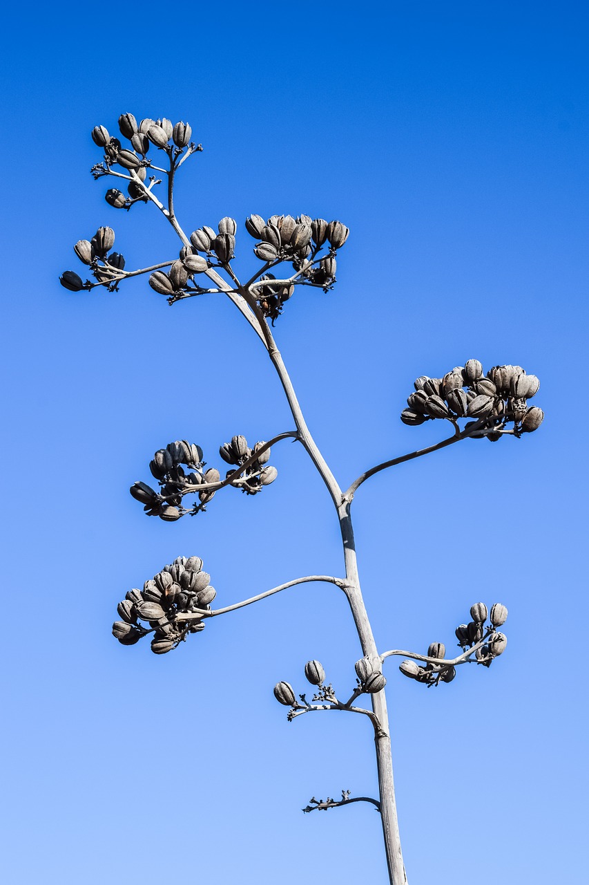 cactus plant nature free photo