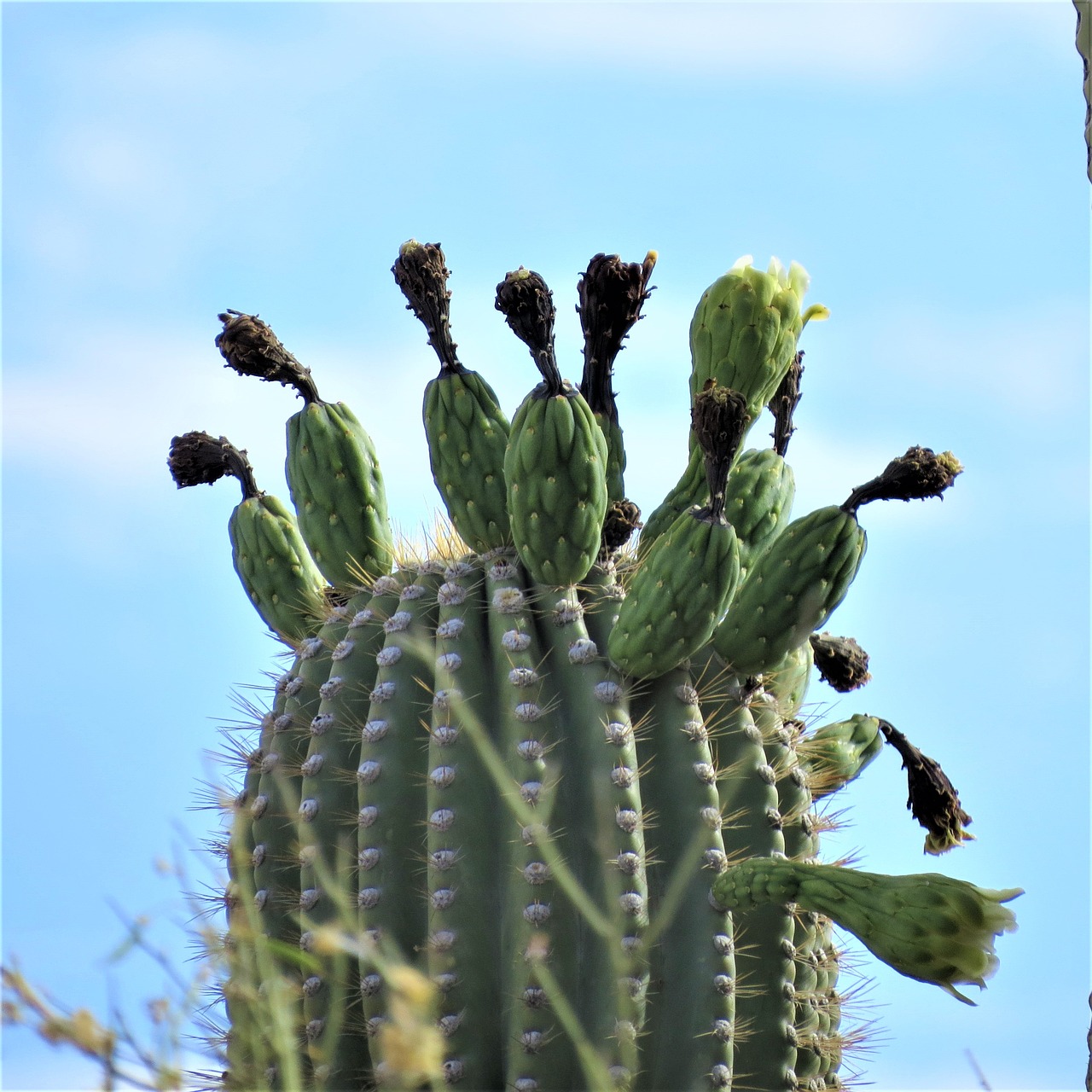 cactus saguaro arizona free photo