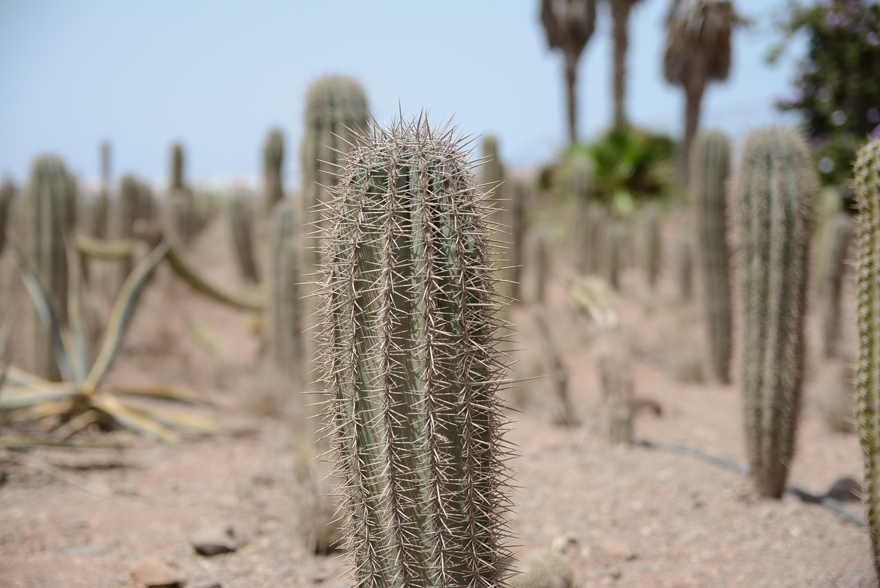 cactus desert plant free photo
