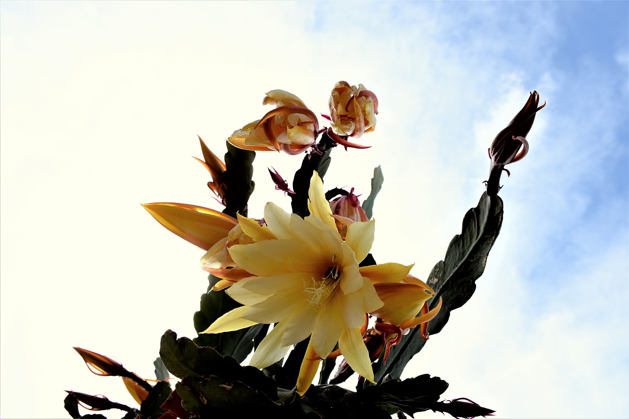 cactus cactus flowers blossom free photo