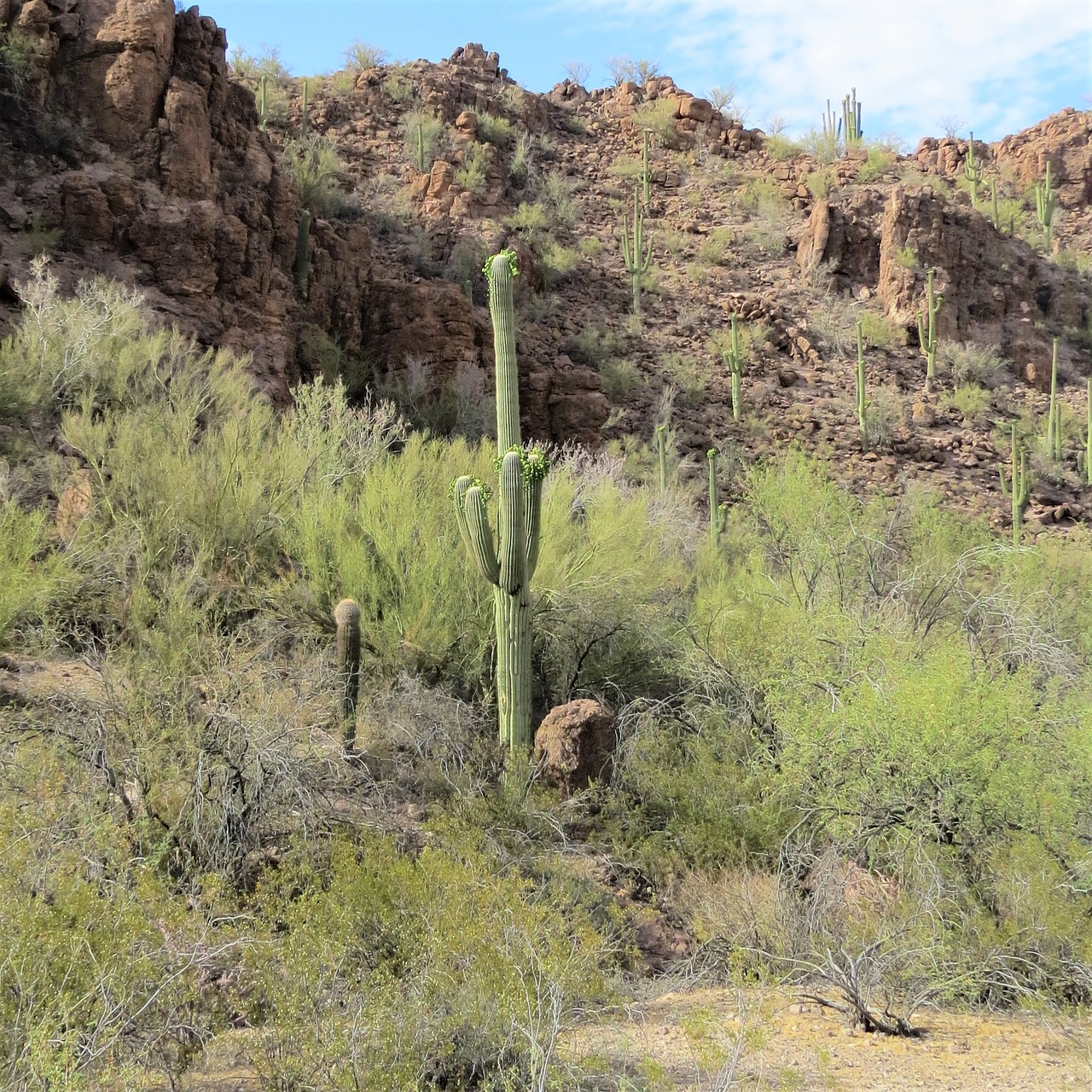 cactus arizona saguaro free photo