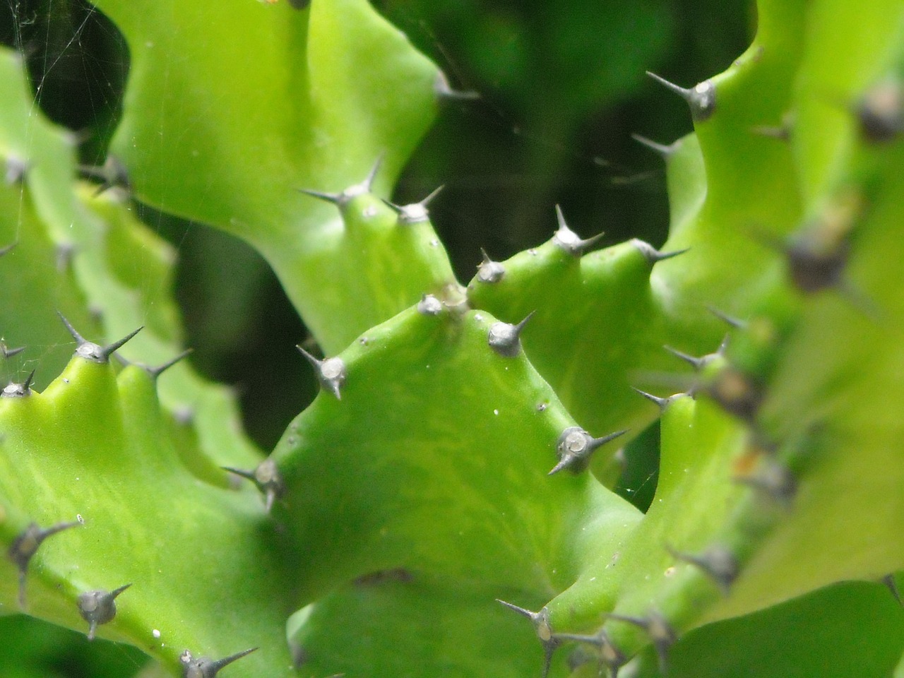 cactus thorn plants free photo