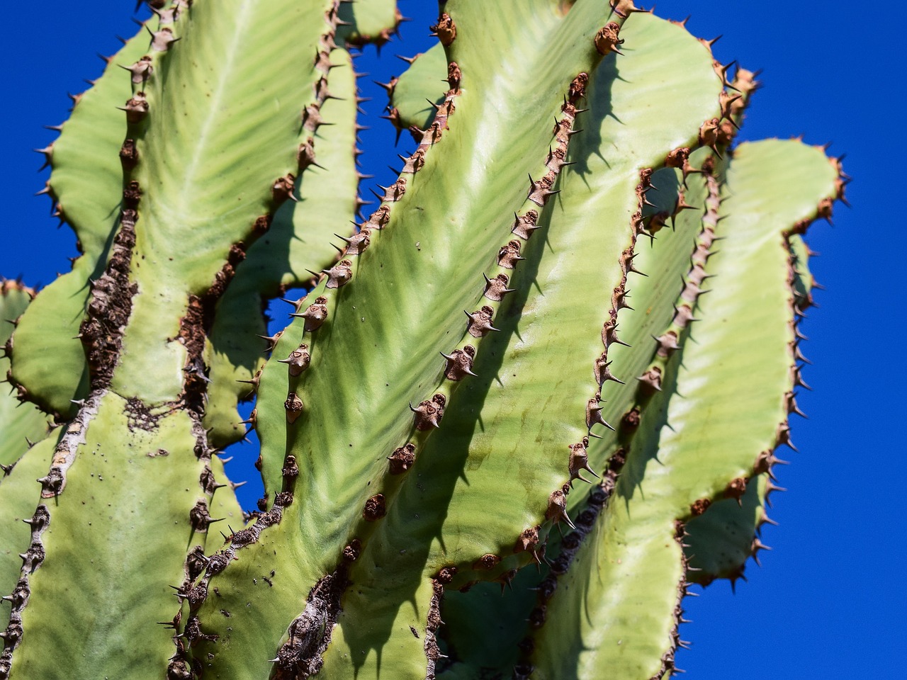 cactus thorns plant free photo