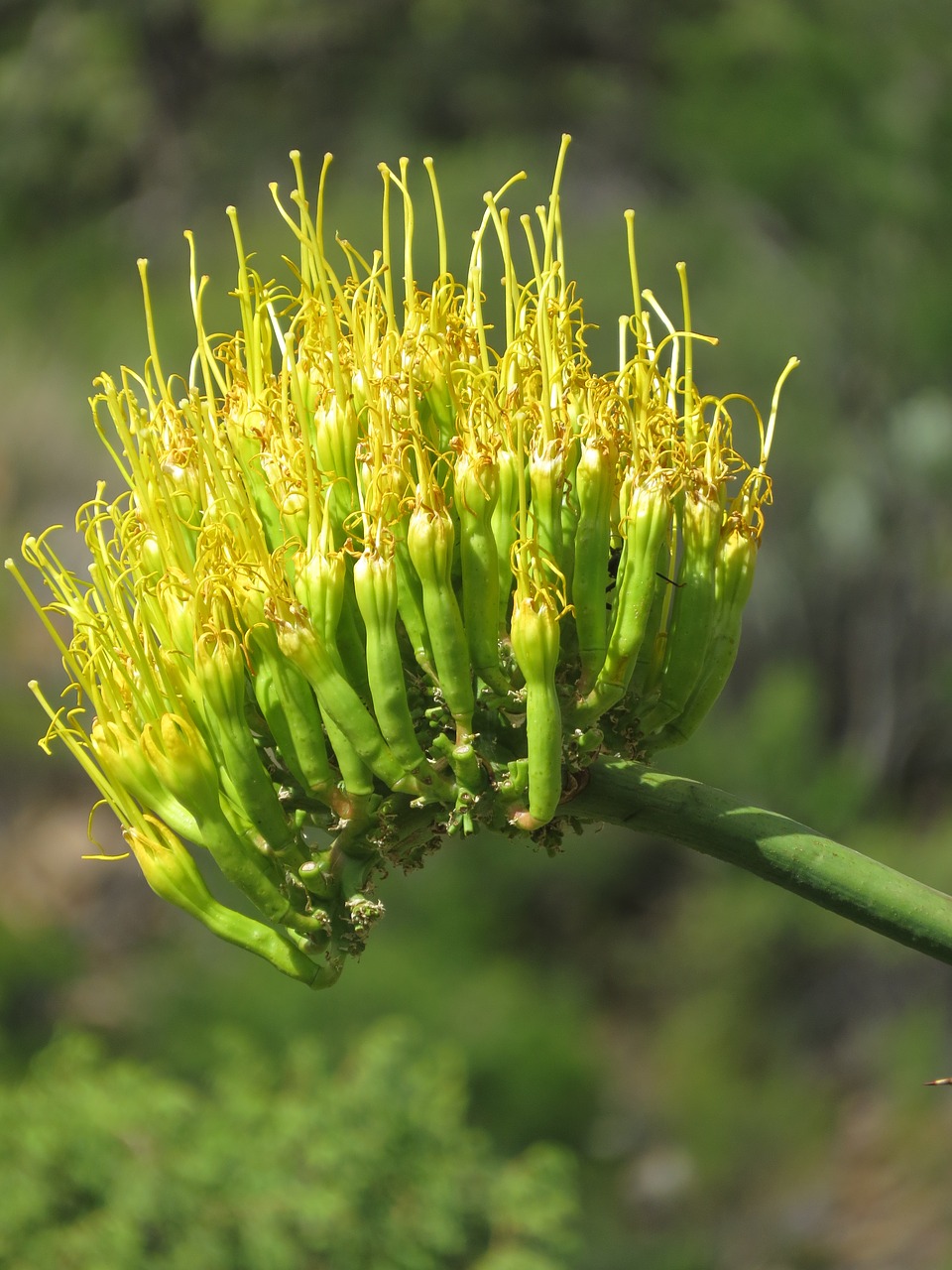 cactus bloom hiking free photo