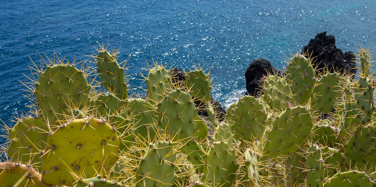 cactus sea canary islands free photo