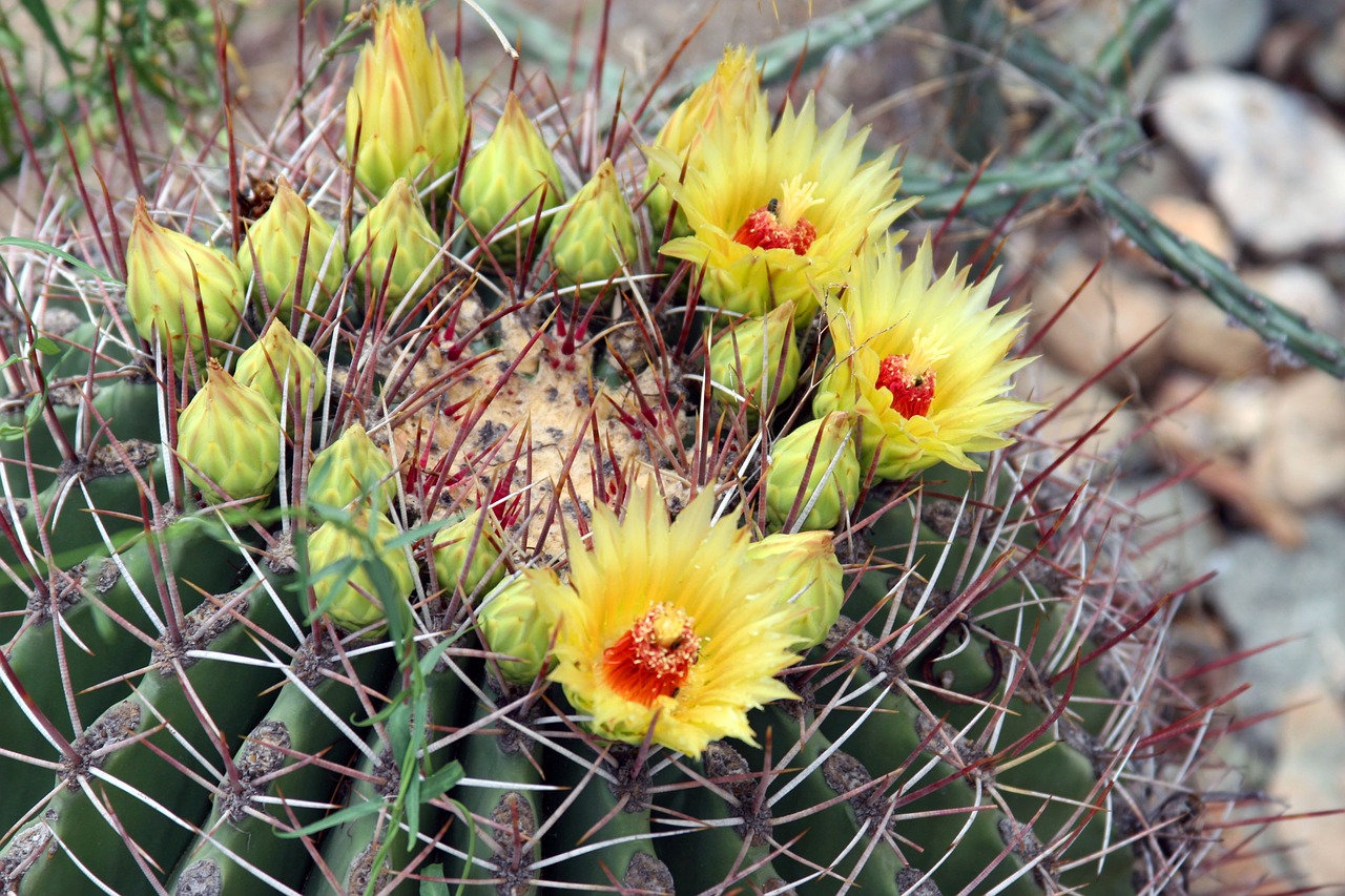 cactus plant nature free photo