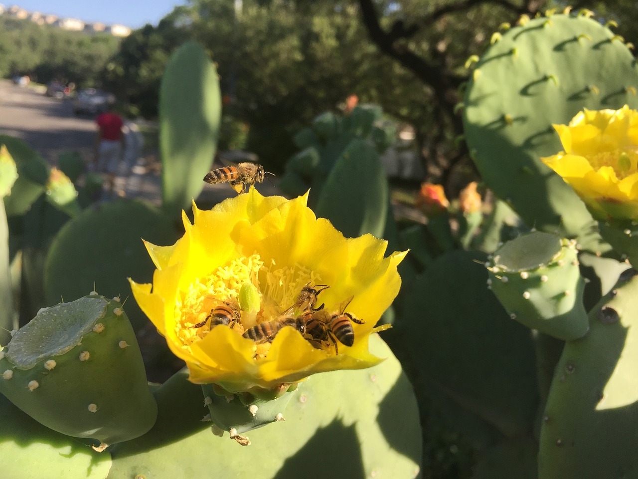 cactus bloom macro free photo