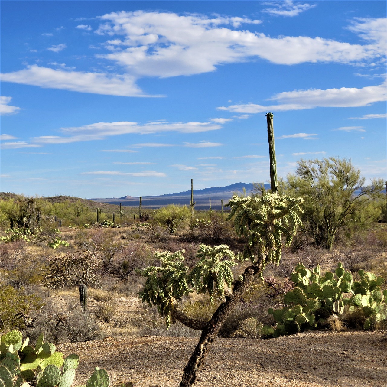 cactus desert arizona free photo