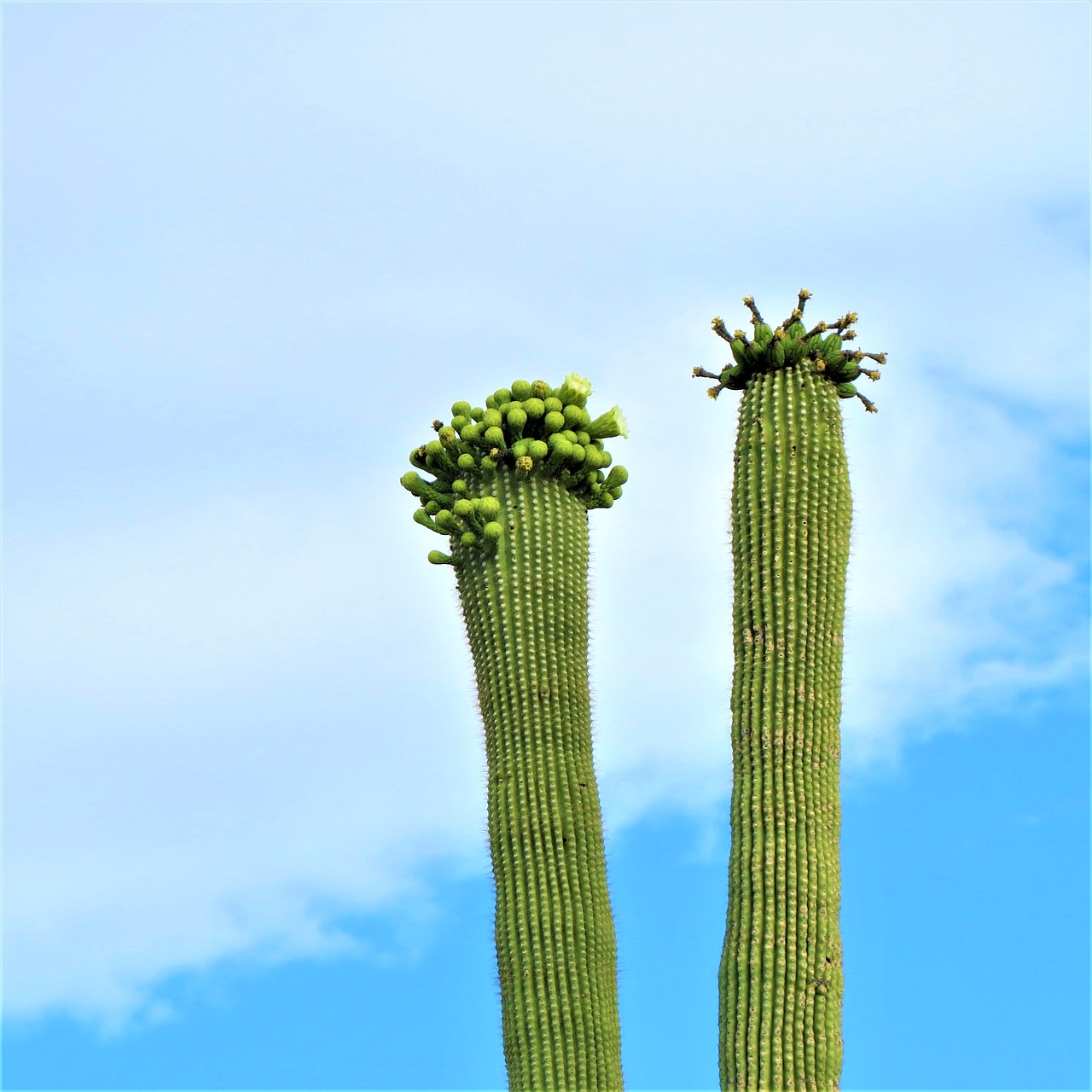 cactus arizona saguaro free photo