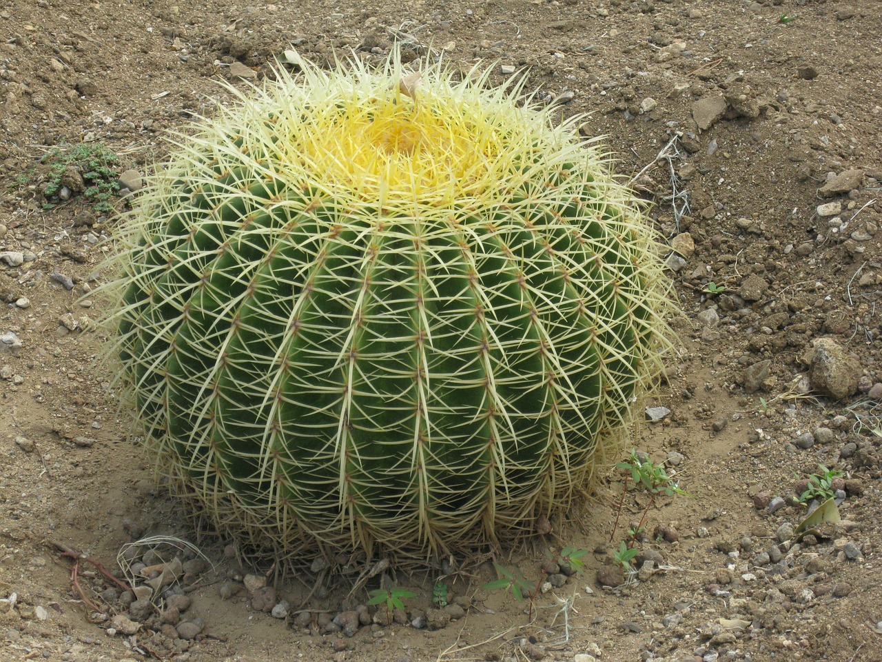 cactus prickly plant free photo