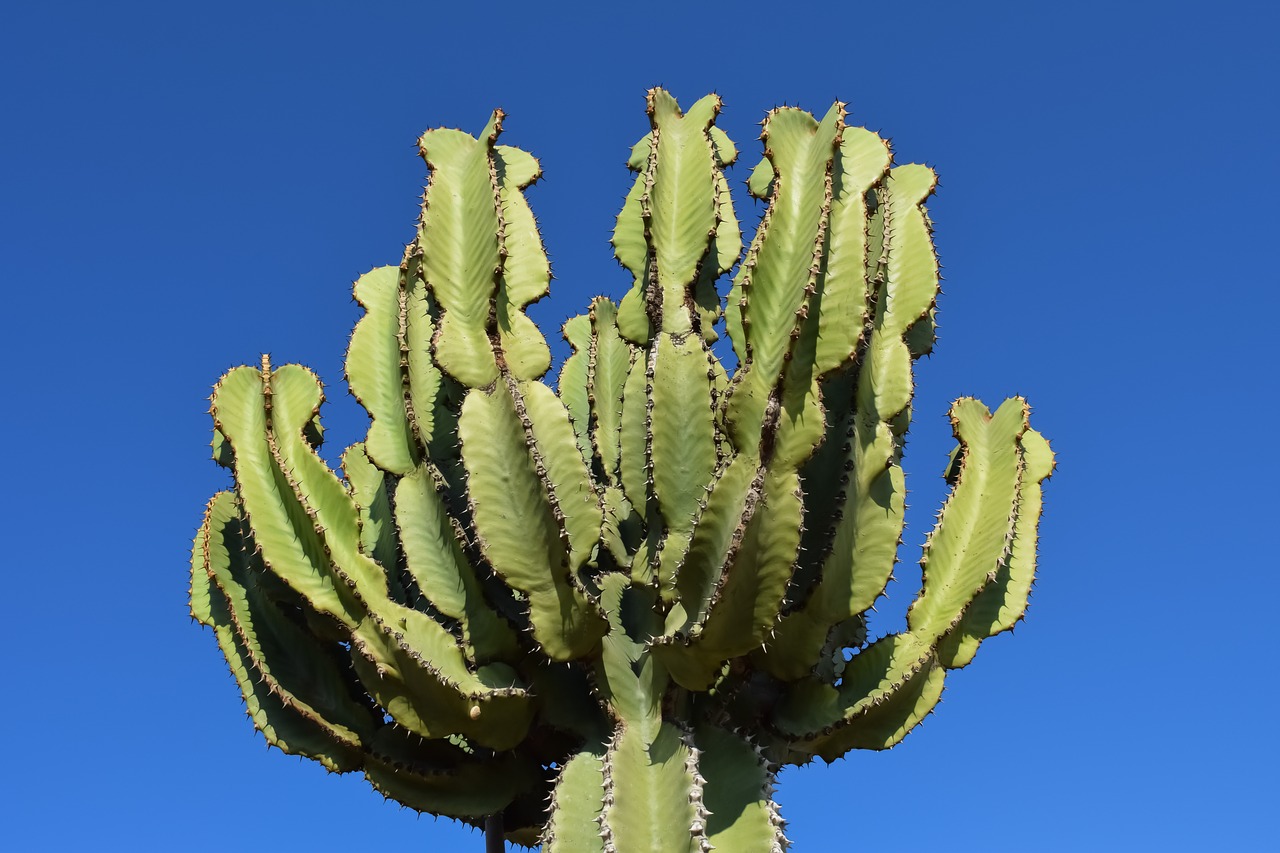 cactus plant nature free photo