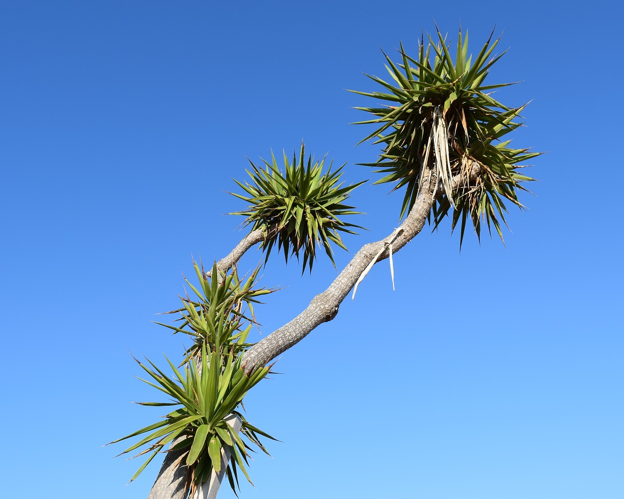 cactus plant nature free photo