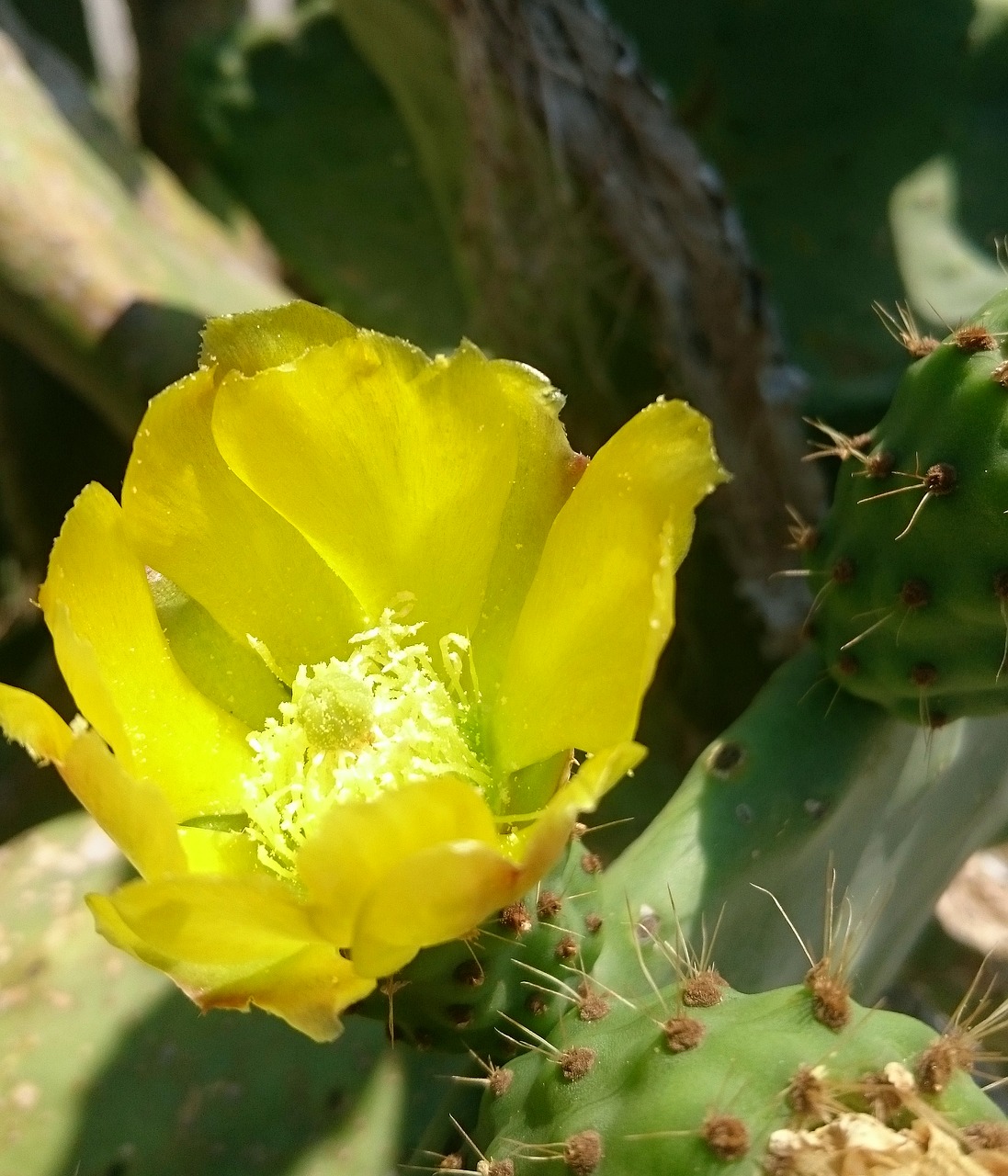 cactus greece yellow free photo