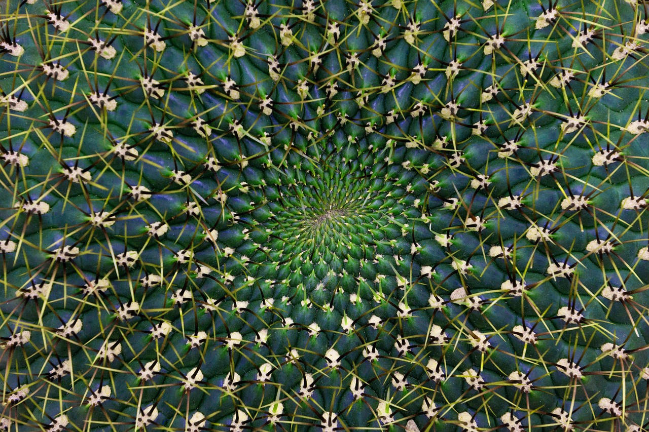 cactus pattern thorns free photo