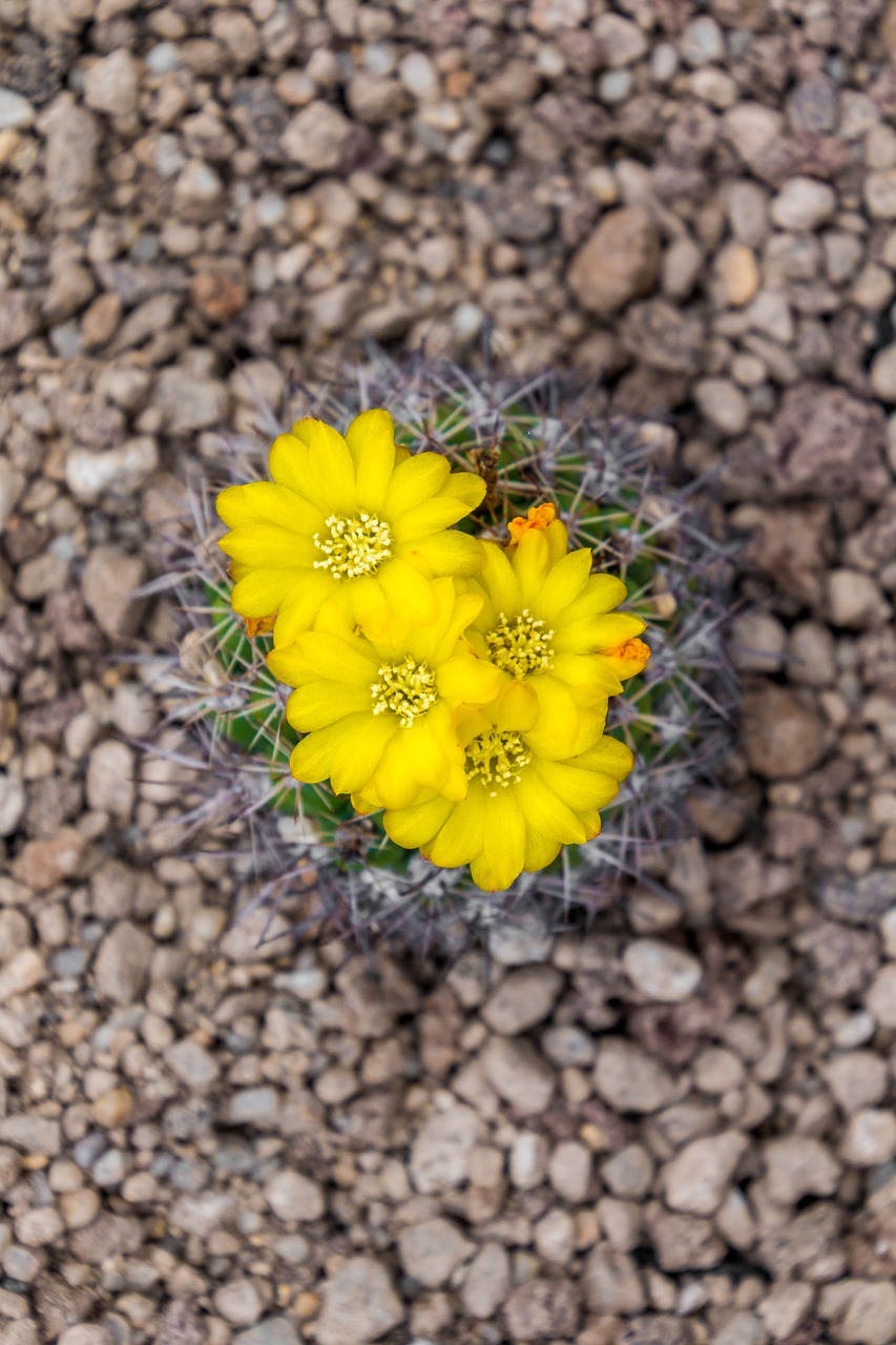 cactus blossom bloom free photo