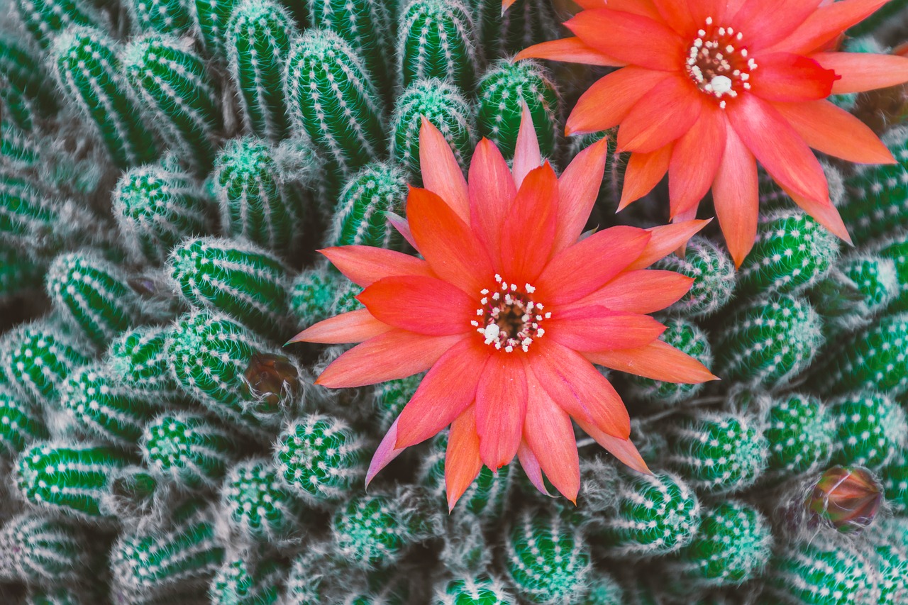 cactus blossom bloom free photo