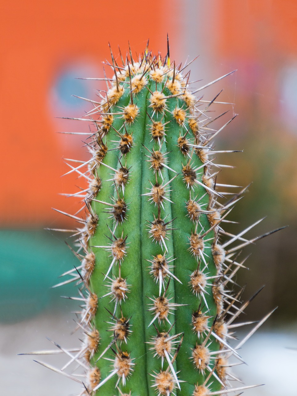 cactus spur plant free photo