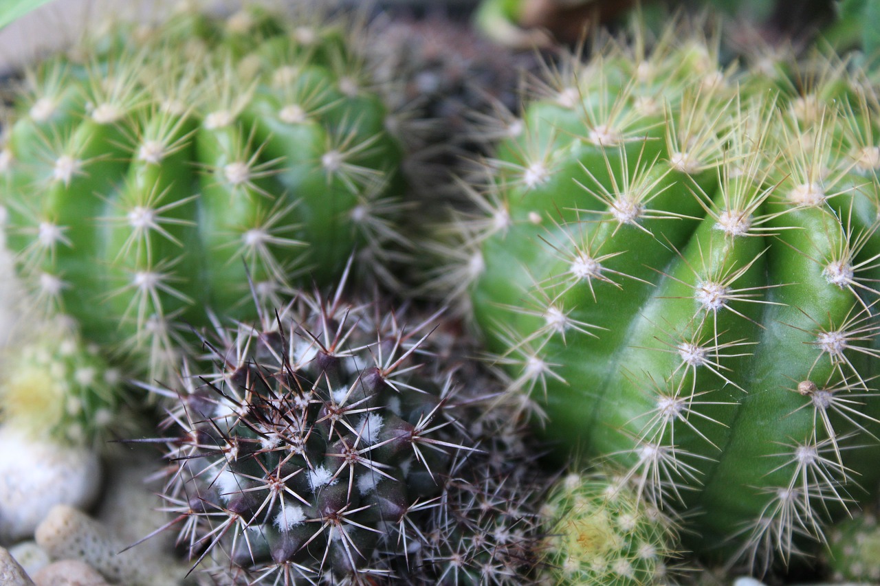 cactus plant plants free photo