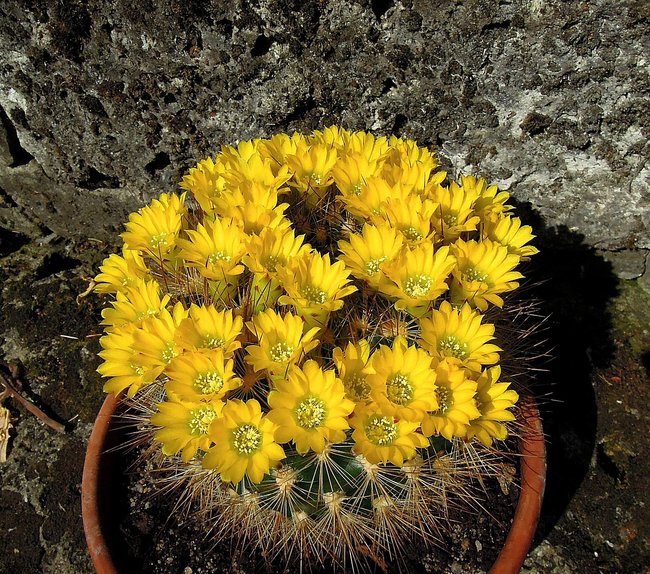 cactus cactus flower flowering cactus free photo