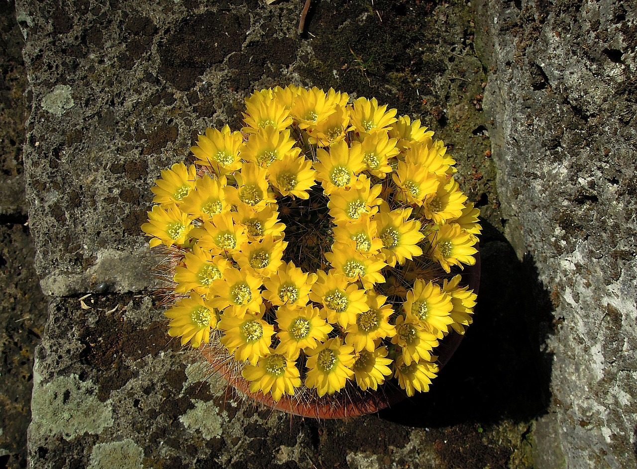 cactus cactus flower yellow flower free photo