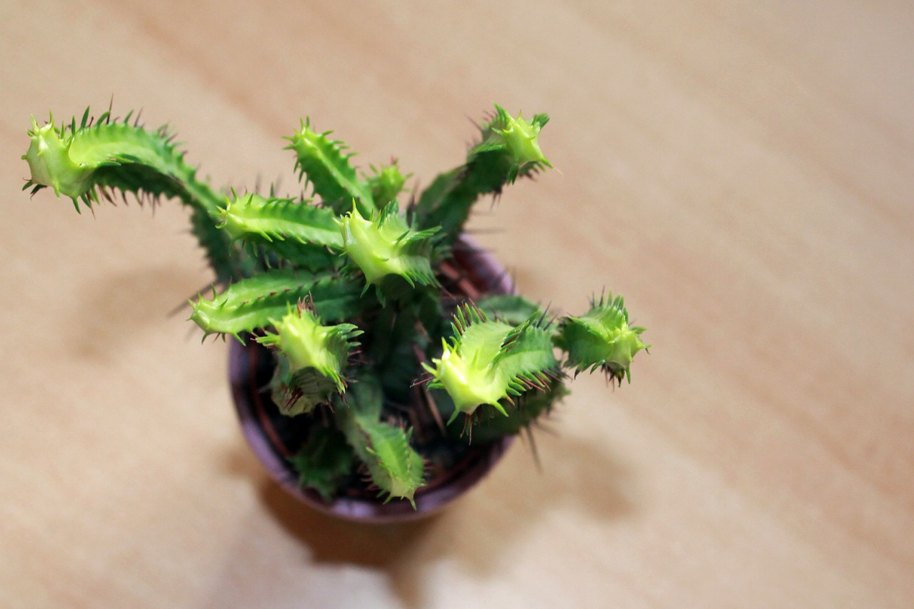 cactus plant potted plant free photo