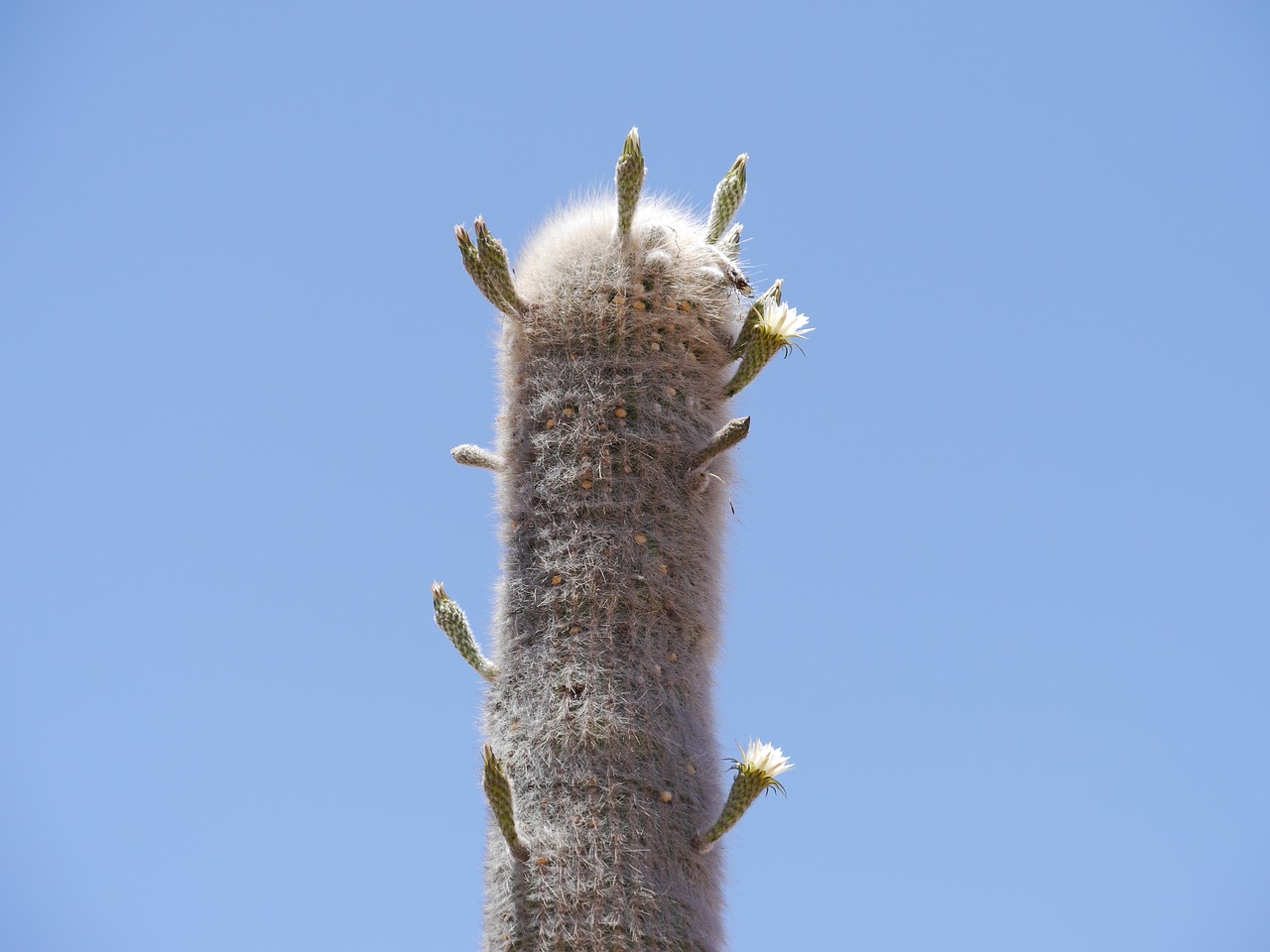 cactus cardon cactus greenhouse free photo