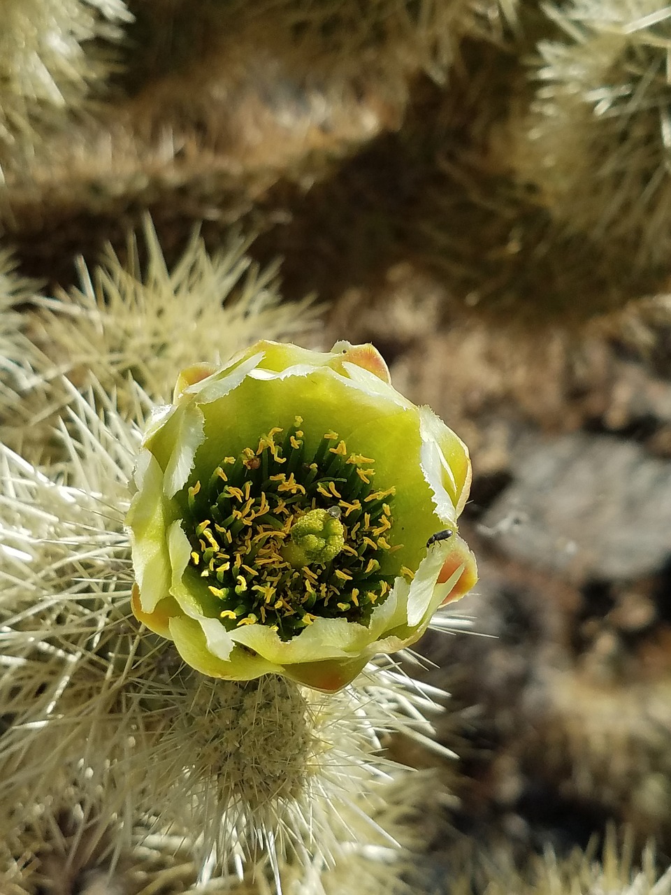 cactus flower yellow free photo